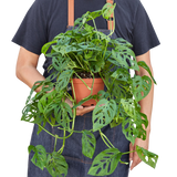 Monstera Adansonii 'Swiss Cheese'