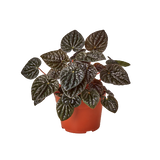 Peperomia 'Ripple Red' - 4" Pot - NURSERY POT ONLY