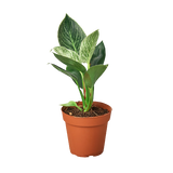 Philodendron 'Birkin' - 4" Pot - NURSERY POT ONLY