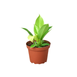 Philodendron 'Moonlight' - 6" Pot - NURSERY POT ONLY