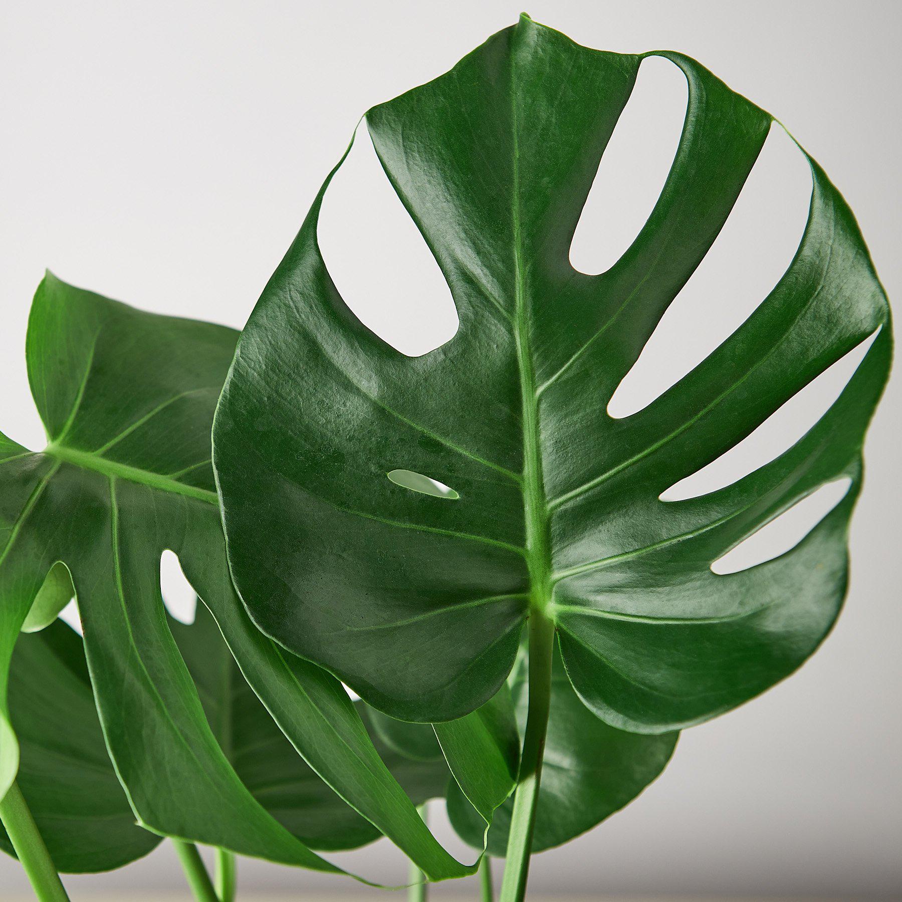 Philodendron Monstera 'Split-Leaf' - House Plant Shop
