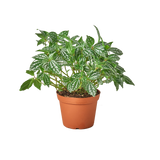 Pilea 'Aluminum' - 6" Pot - NURSERY POT ONLY