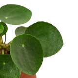 Pilea Peperomioides 'Chinese Money'