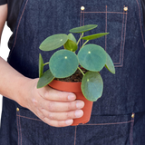 Pilea Peperomioides 'Chinese Money'