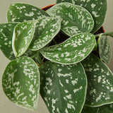 Pothos 'Satin' - House Plant Shop