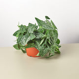Pothos 'Satin' - House Plant Shop