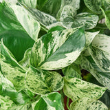 Pothos 'Reina del Mármol' 