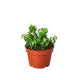 1 Succulent Monthly Subscription Box
