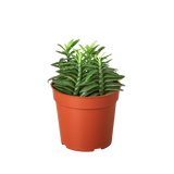 1 Succulent Monthly Subscription Box