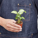 Syngonium 'White Butterfly' - House Plant Shop