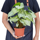 Syngonium 'White Butterfly'