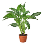 Chinese Evergreen 'Silver Bay'