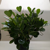 Clusia 'Princesa' (Planta Autógrafo) 