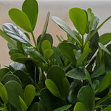 Clusia 'Princesa' (Planta Autógrafo) 
