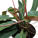 Philodendron Bicolor