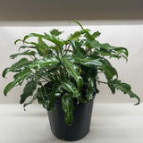 Philodendron Xanadu