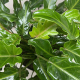 Philodendron Xanadu