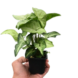 Syngonium 'White Butterfly'