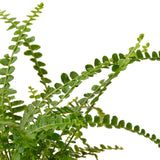 Fern 'Lemon Button' - 6" Pot - NURSERY POT ONLY