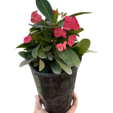 Crown of Thorns