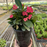 Crown of Thorns