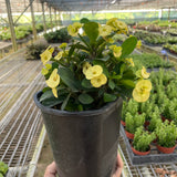 Crown of Thorns