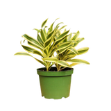 1 caja de suscripción mensual de Mystery Plant