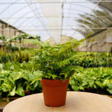 1 caja de suscripción mensual de Mystery Plant