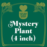 Planta de interior misteriosa que admite mascotas