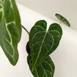 Anthurium Crystallinum