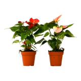 2 Anthurium Variety Pack - 4" Pots