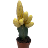 Cactus Graft Yellow