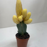 Cactus Graft Yellow