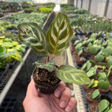 Calathea 'Makoyana'