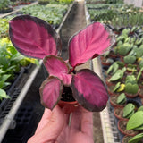 Calathea 'Purple Rose'