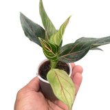 Chinese Evergreen 'Red Vein'