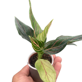 Chinese Evergreen 'Red Vein'
