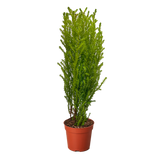 Cypress Lemon