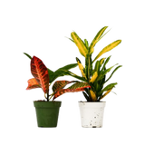 2 Croton Variety Pack - 4" Pot