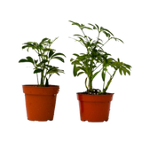 2 Different Schefflera Plants Variety Pack - 4" Pot