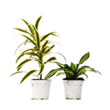 2 Dracaena Variety Pack - 4" Pot