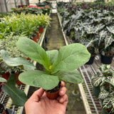 Ficus Lyrata 'Fiddle Leaf Fig'