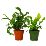 2 Fern Variety Pack - 4" Pot