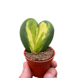 Hoya Heart Flame