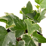 Hiedra inglesa 'Glacier' 