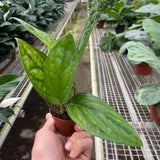 Monstera 'Perú' 