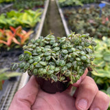 Peperomia Prostrata 'String of Turtles'