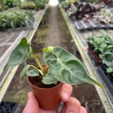 Philodendron 'Billietiae'