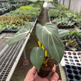 Philodendron Gloriosum