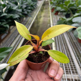 Philodendron 'Orange Marmalade'